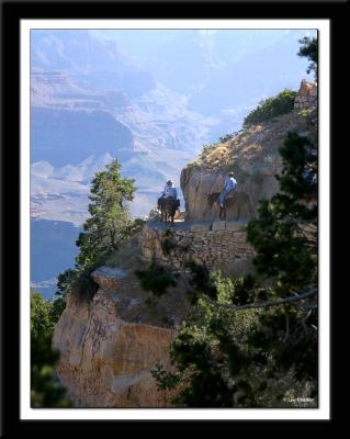 Mule caravan leaving for the Colorado River near the top of Bright Angel Trail on the south rim of the Grand Canyon.