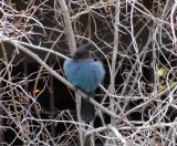 Tahoe Blue Bird