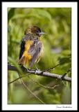 Baltimore Oriole (yearling male)
