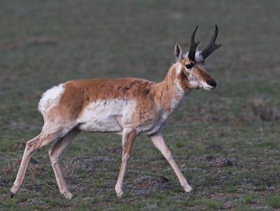 pronghorn3.jpg