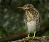 Baby Green Heron