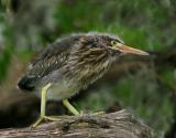 Baby Green Heron