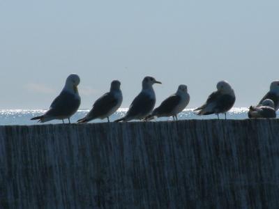 More birds
