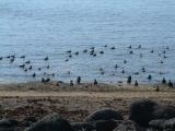 Birds at the coast in Hellnar