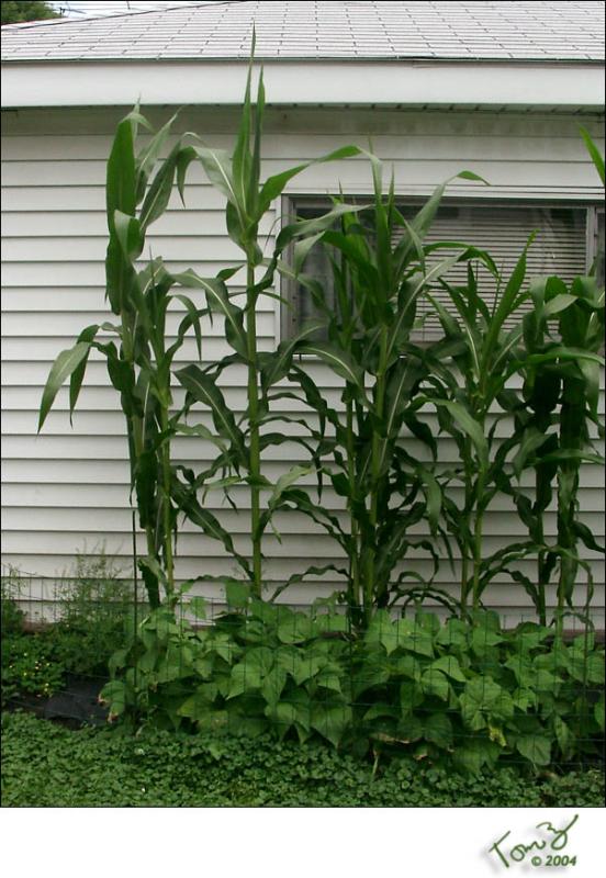 Corn as tall as the Garage