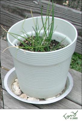 Chive Plant in a Pot