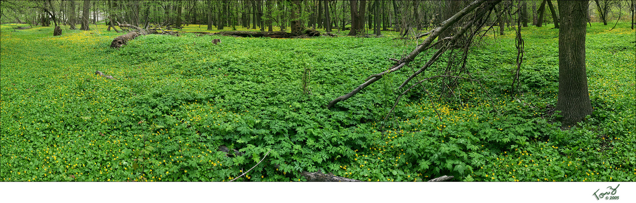 Valley Floor - Chicago (Forest Glen Neighborhood)