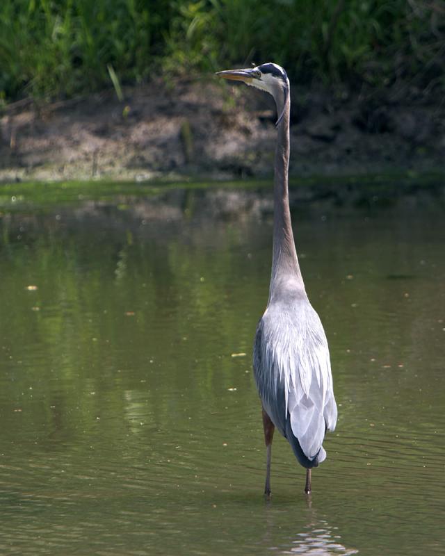 Grey Heron - Back