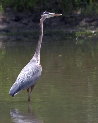 Grey Heron - Right Profile