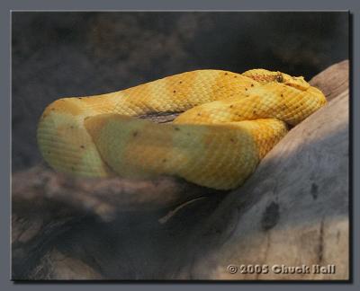 Eye Lash Viper