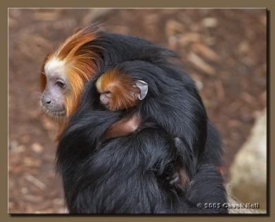 Little Piggy Back Rider