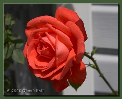Tangarine Rose