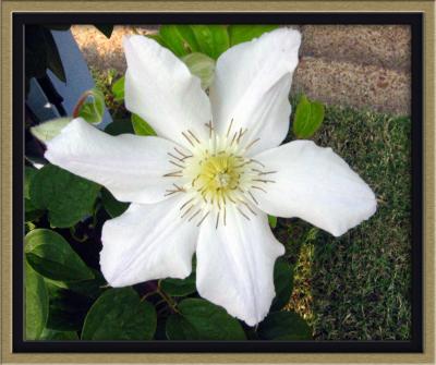 Clematis July 23rd