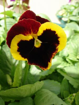 Amor-perfeito // Wittrock's Violet, Pansy (Viola wittrockiana)