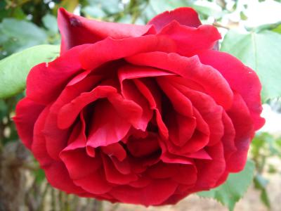 Rosa Vermelha // Red Rose (Rosa sp.)