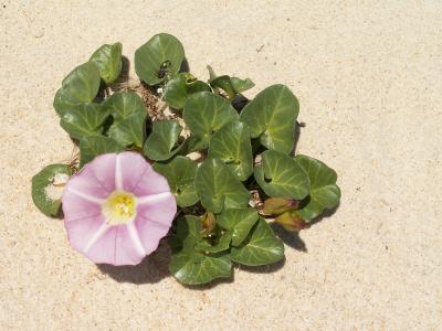 Couve-marinha (Calystegia soldanella)