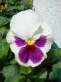 Amor-perfeito // Wittrock's Violet, Pansy (Viola wittrockiana)