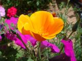 Papoila da California // California Poppy (Eschscholzia californica)