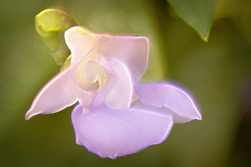 Snail-Vine-01.jpg