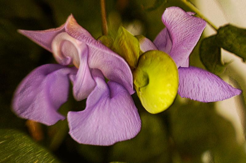 Snail-Vine-03.jpg