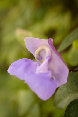 Lensbaby-Snail-Vine-02.jpg