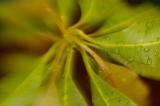 Lensbaby-Mango-04.jpg