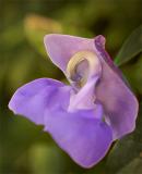 Snail-Vine-02.jpg