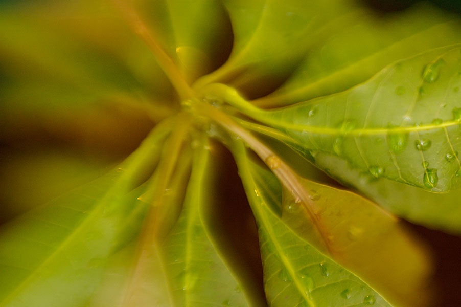 Lensbaby-Mango-04.jpg