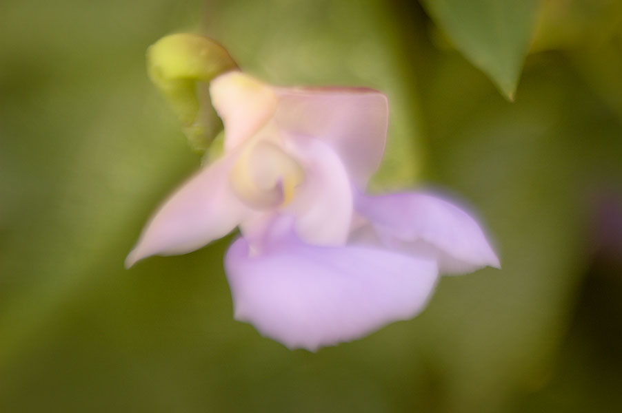 Lensbaby-Snail-Vine-01.jpg