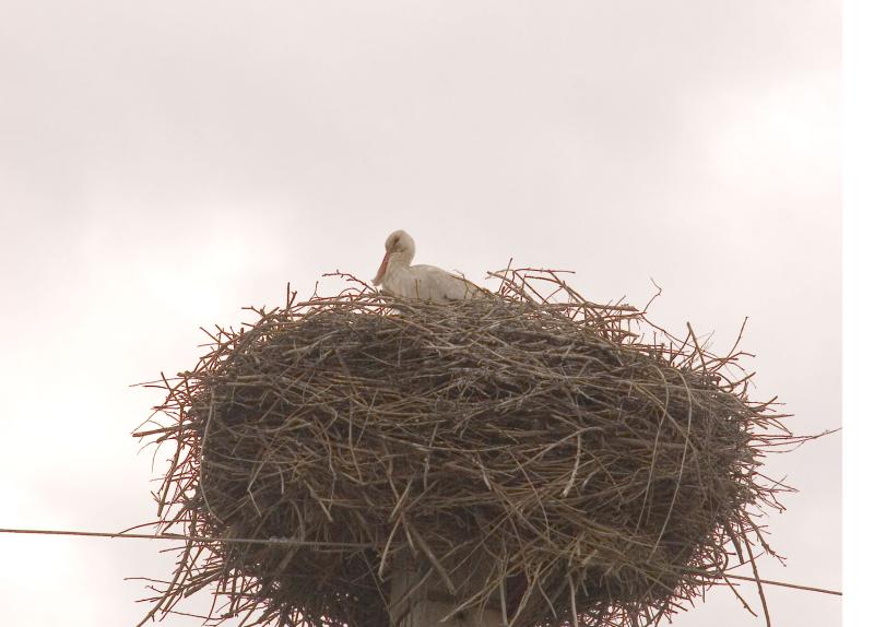 Stork in his nest