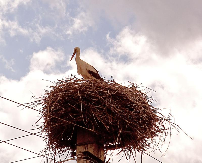 Stork  nesting 