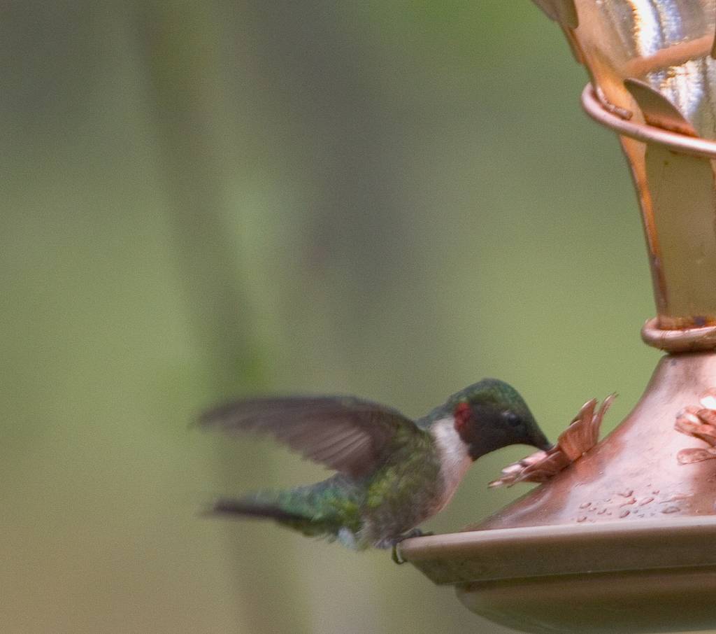 Fluttering Hummingbird