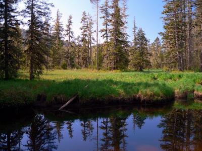 Creek on Mitkof Island