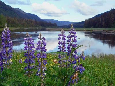 Wild Lupine #1