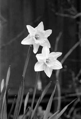 Two Daffodils