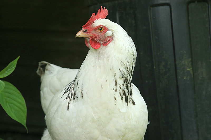May 26: Portrait of a chicken