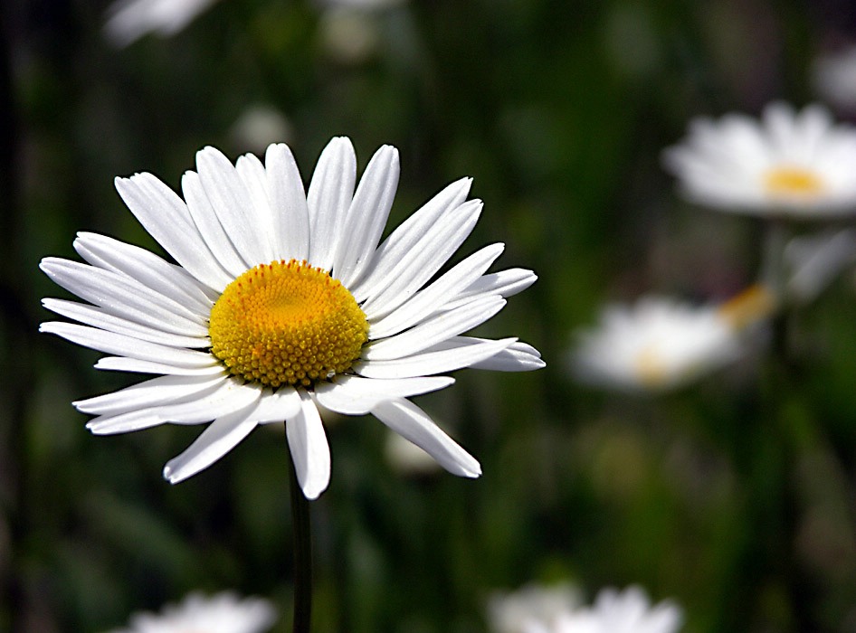 Daisy