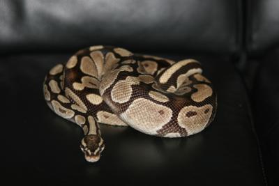 Python Royal