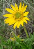 bigleaf balsamroot DSCF0004.JPG