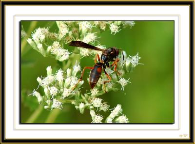 Probable solitary wasp
