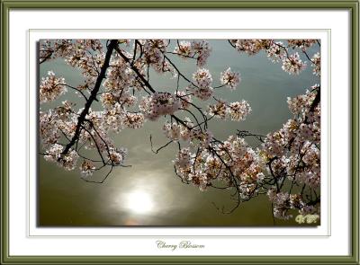 Sun's reflections.  Cherry Blossom, Washington DC