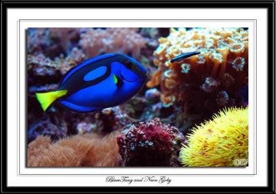 Bluetang and Neon Goby