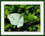 Cabbage White Butterfly