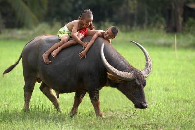 u26/vvnaret/medium/43636711.WaterBuffalo007635055253.jpg