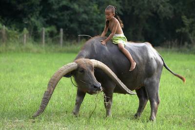 u26/vvnaret/medium/43745321.WaterBuffalo00770305593copy2.jpg