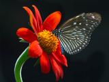 butterfly-006905-2.jpg