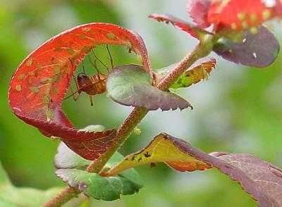 Ant & Aphids