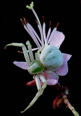 Crab Spider