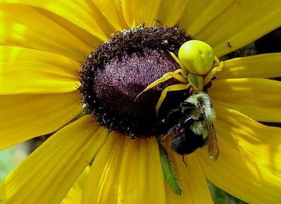 Crab Spider