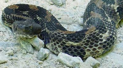 Timber Rattlesnake 1
